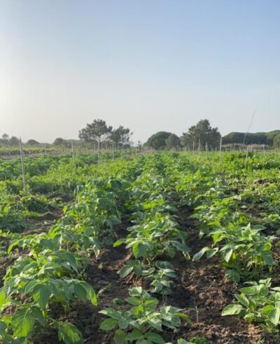 ADREPES abre concurso aos pequenos investimentos na exploração agrícola