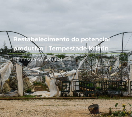 Restabelecimento do potencial produtivo | Tempestade Kristin – Península de Setúbal