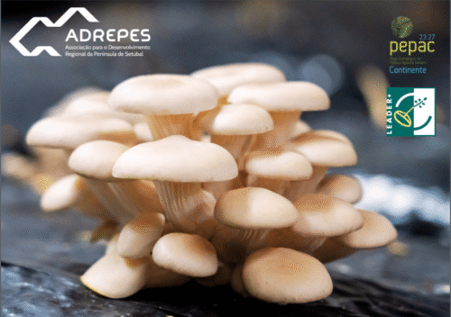 ADREPES abre novo concurso PEPACC – Pequenos investimentos na Bioeconomia e Economia Circular