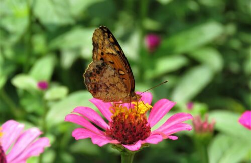Esquema de Monitorização de Polinizadores da UE